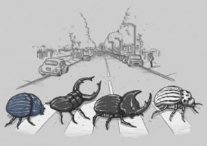scarafaggi
